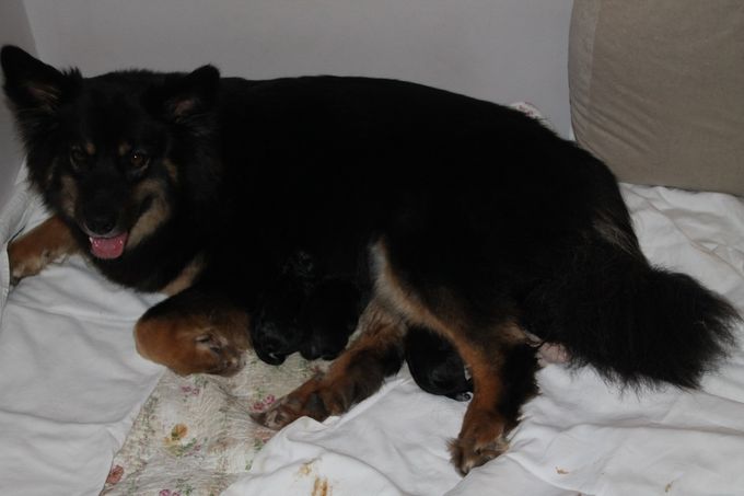 Kukka er 2. marts 2017 nedkommet med 4 sunde og velskabte hvalpe, 2 hanner og 2 tæver. Fødslen gik rigtigt godt og Kukka er en meget dygtig mor 